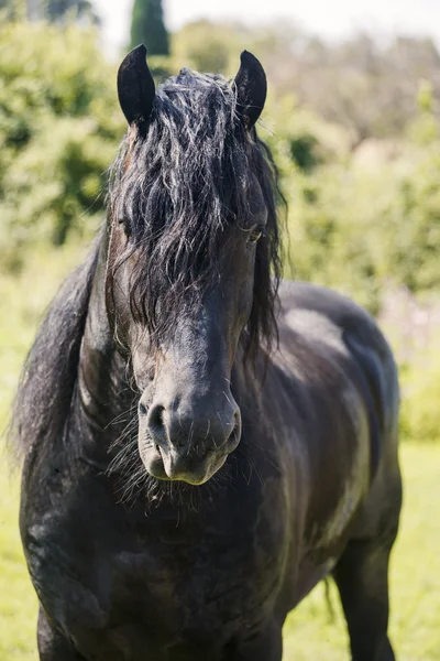 Belo cavalo preto — Fotografia de Stock