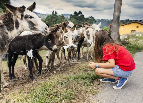 Menina alimentando burros Imagens Royalty-Free