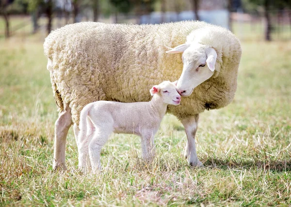 Moeder en zoon 2 — Stockfoto