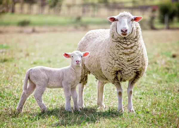 Moeder en zoon 2 — Stockfoto