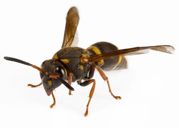 Mason wasp — Stok fotoğraf