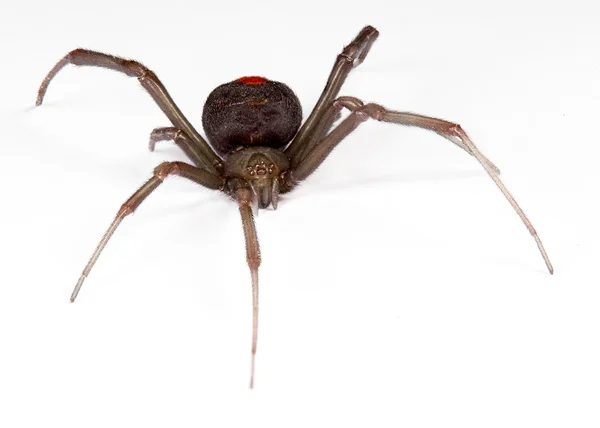 Araña dorsal roja — Foto de Stock