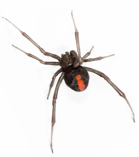 Redback spindel — Stockfoto