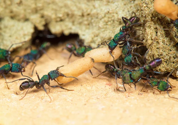 Lavoratori formiche — Foto Stock