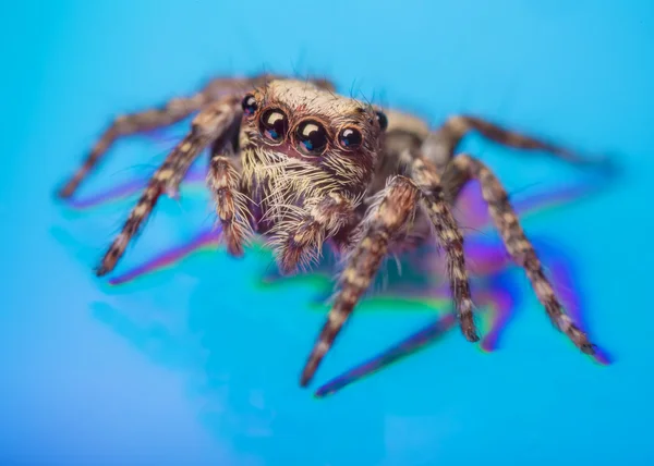 Gereflecteerde spider 2 — Stockfoto