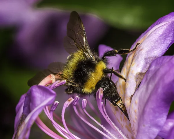 Μέλισσα σίτιση — Φωτογραφία Αρχείου