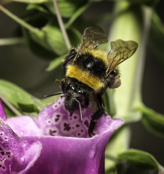 Bumblebee — Stock Photo, Image