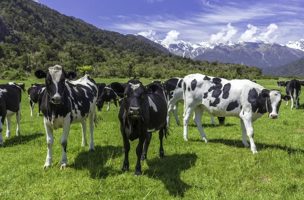 Mléčné krávy Royalty Free Stock Obrázky
