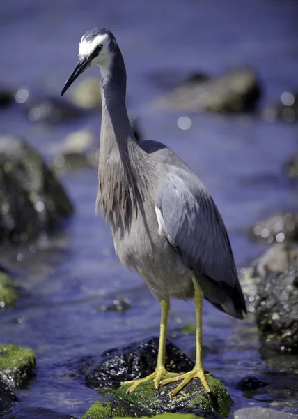 Citronfläckad heron — Stockfoto