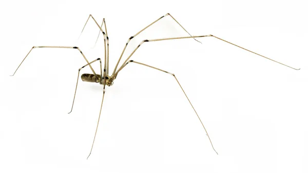 Female daddy long legs spider pholcus hi-res stock photography and