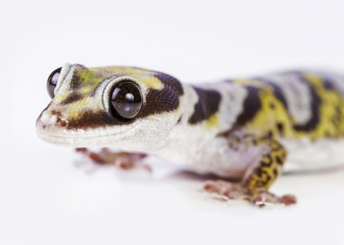 Gecko portre