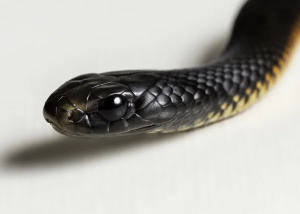 Zwarte bellied juveniele — Stockfoto