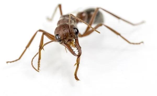 Bull ant 86 — Stock Photo, Image