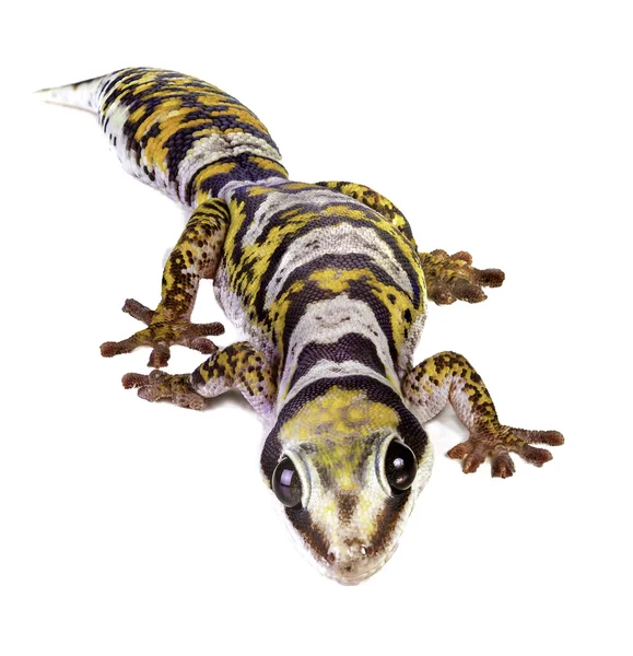 Castelnau de Velvet Gecko — Stockfoto