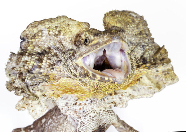 frilled neck lizard
