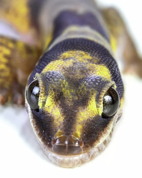 Gecko close-up — Fotografia de Stock