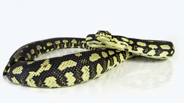 Jungle tapijt python — Stockfoto