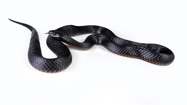 Краснобрюхая чёрная змея — стоковое фото