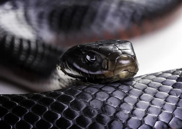 Serpiente negra vientre rojo — Foto de Stock