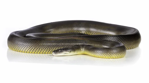 Wasserpython — Stockfoto