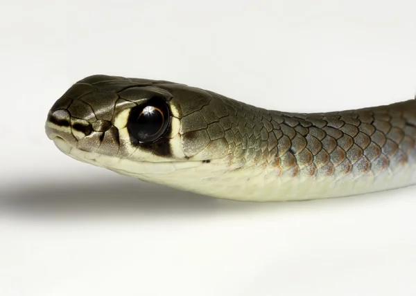 Жовта обличчям змія батога — стокове фото