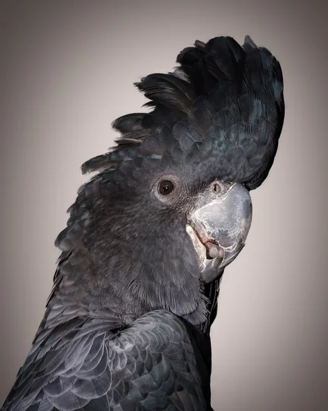 Cacatúa negra de cola roja — Foto de Stock