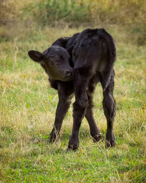 Ангус calf1 — стокове фото