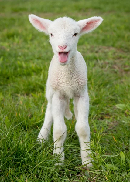 Lamb1 — Foto de Stock