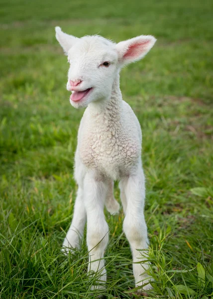 Lamb2 — Fotografia de Stock