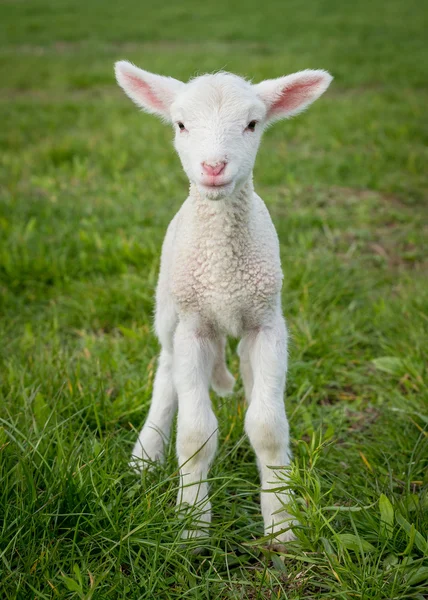 Lamb3 — Stock Photo, Image