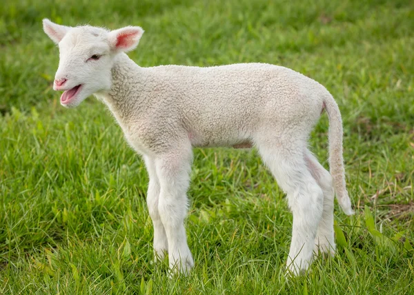 Lamb4 — Stockfoto