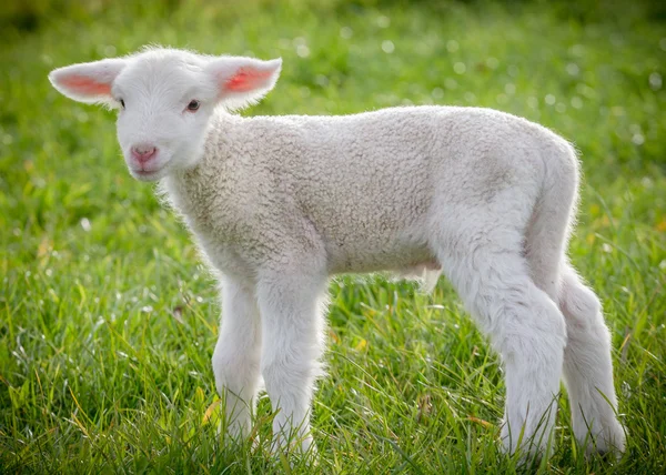 Lamb6 Stock Snímky