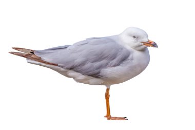 Falls Blue Dağları Milli Parkı'nda ağlayan