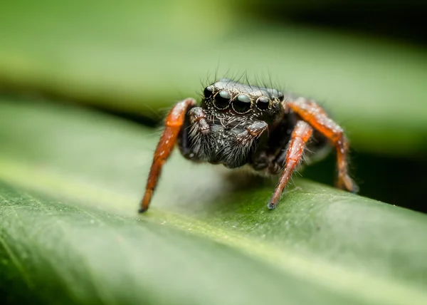 Les pleurs tombent dans le parc national des Blue Mountains — Photo