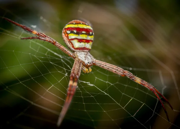 St Andrews örümcek web — Stok fotoğraf