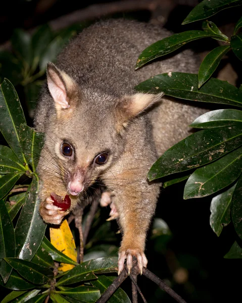 Opossum brosse-queue — Photo