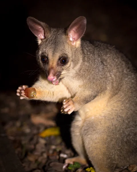 Szczotka ogon possum — Zdjęcie stockowe