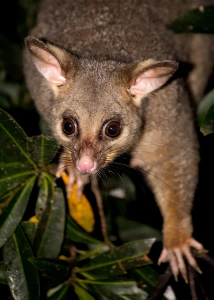 Opossum coda pennello — Foto Stock