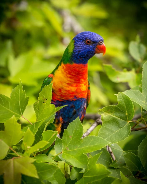 Cadute piangenti nel Parco Nazionale delle Blue Mountains Foto Stock