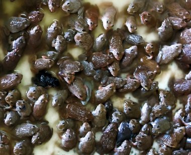 Kutu içinde bebek kurbağalar Bar kurbağa çiftlikte satmak için beklemek.