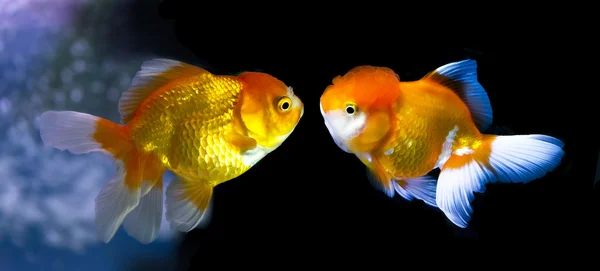 Две золотые рыбки лицом к лицу, цвет с освещением аквариума . — стоковое фото