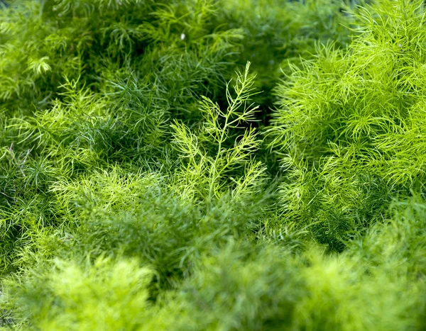 Shrubbery Grass for Decorate in garden at home. — Stok Foto