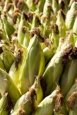 Taze bakla Mısır yeşil kabuğu ve Mısır kahverengi kulakları ile.