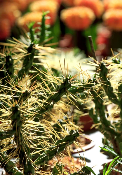 Tronco y espina de cactus en contraluz, fondo borroso son cactu — Foto de Stock