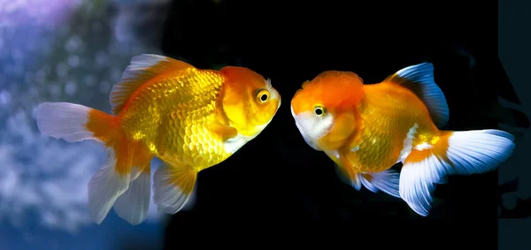 Золотая рыбка в аквариуме. Рыба и вода насыщенного цвета с дис — стоковое фото