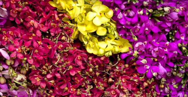 Roter, rosa und gelber Orchideenhaufen vorne und Vollrahmen. — Stockfoto