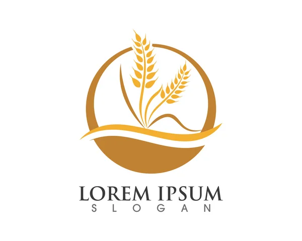 Modelo de logotipo de trigo —  Vetores de Stock