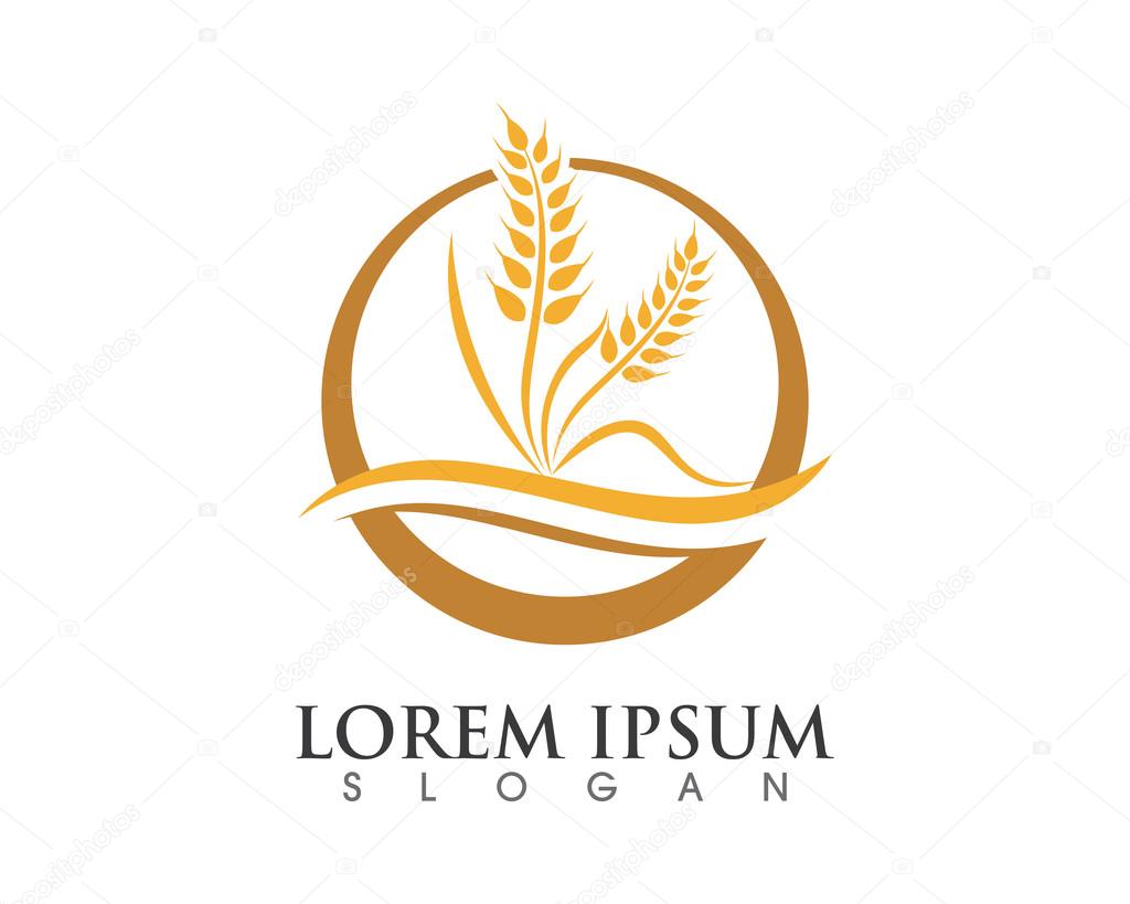 Ears of Wheat, Vector Illustration, Icon of Premium Quality Farm Product in gold color