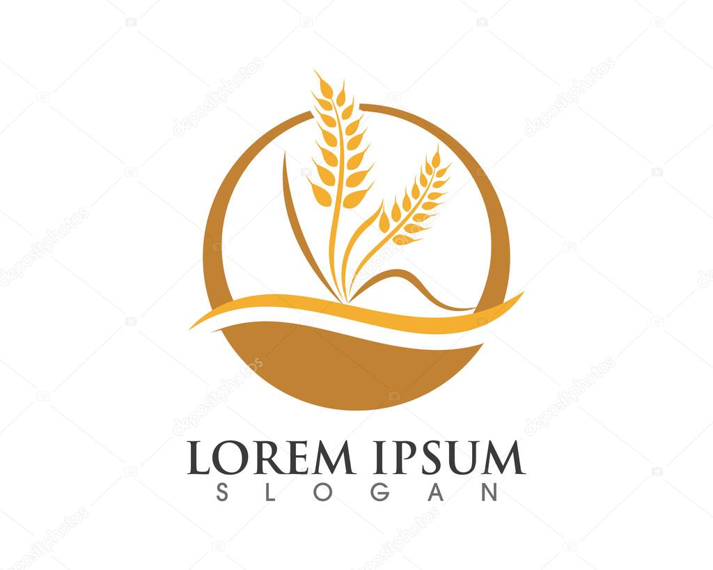 Ears of Wheat, Vector Illustration, Icon of Premium Quality Farm Product in gold color