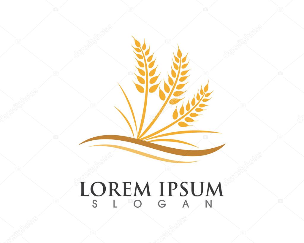 Ears of Wheat, Vector Illustration, Icon of Premium Quality Farm Product in gold color